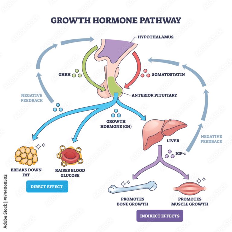 growth hormone pathway