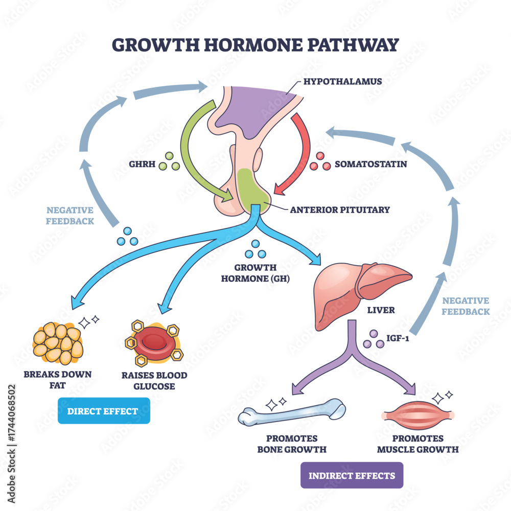 The Master Switch: Understanding the Synergy Between GHRH and GHRP growth hormone pathway