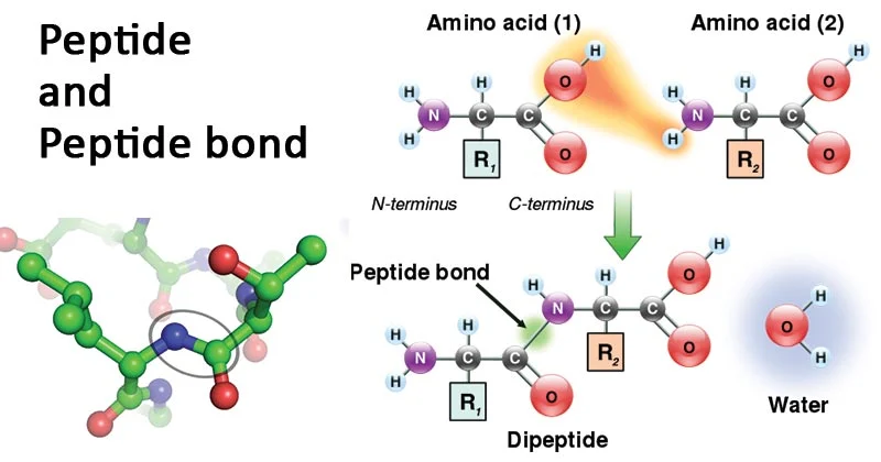 peptide bond
